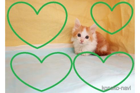 成約済の東京都のマンチカン-39359の5枚目