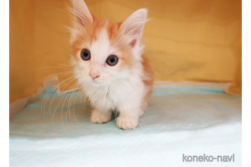 成約済の東京都のマンチカン-39359の4枚目