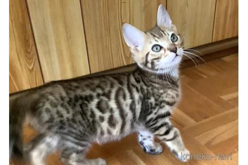 成約済の群馬県のジェネッタ-39382