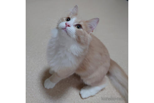 成約済の埼玉県のノルウェージャンフォレストキャット-33234の4枚目