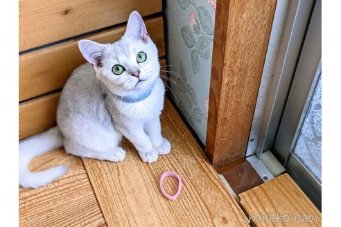 成約済の東京都のその他の猫種-29662の8枚目