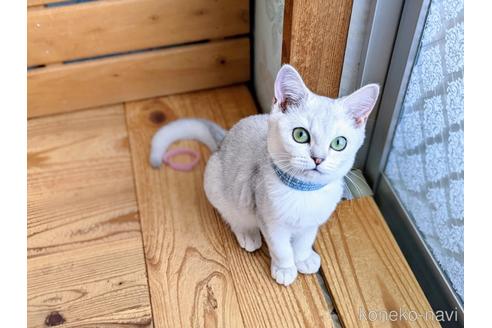 成約済の東京都のその他の猫種-29662の7枚目