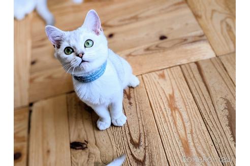 成約済の東京都のその他の猫種-29662の5枚目