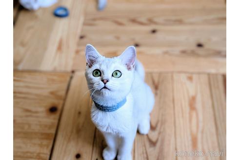 成約済の東京都のその他の猫種-29662の4枚目