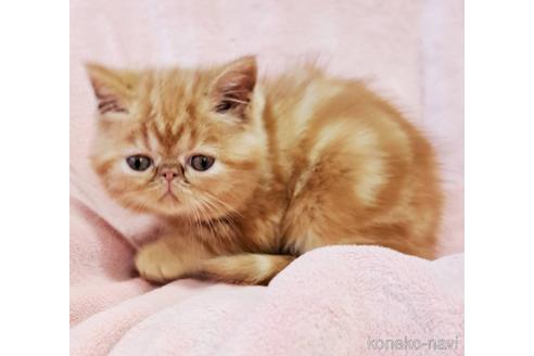成約済の茨城県のエキゾチックショートヘア-39508の2枚目