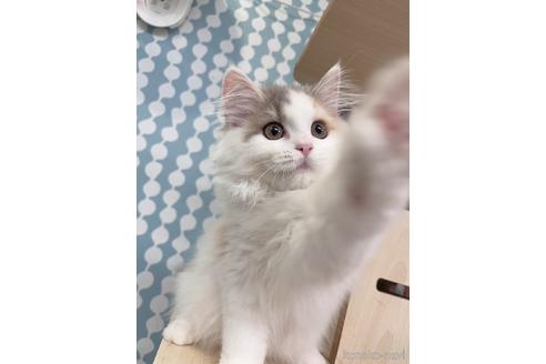 成約済の茨城県のスコティッシュフォールド-38838の3枚目