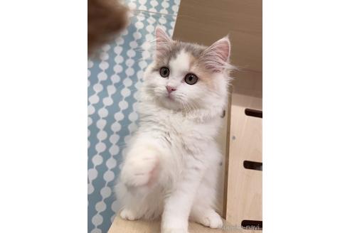 成約済の茨城県のスコティッシュフォールド-38838の2枚目