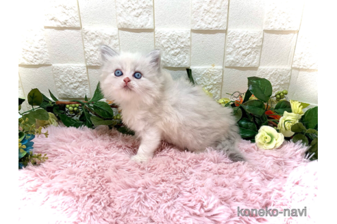 成約済の埼玉県のマンチカン-39622の5枚目