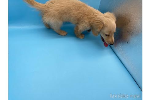 成約済の東京都のトイガー-36449の8枚目