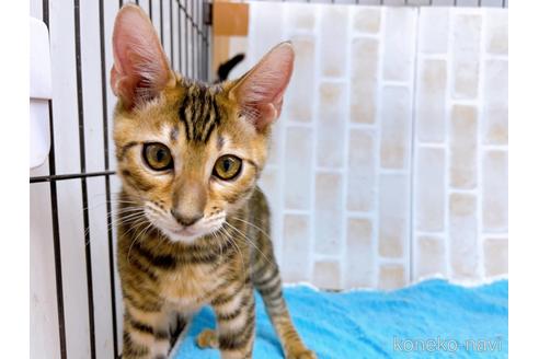 成約済の東京都のトイガー-36449