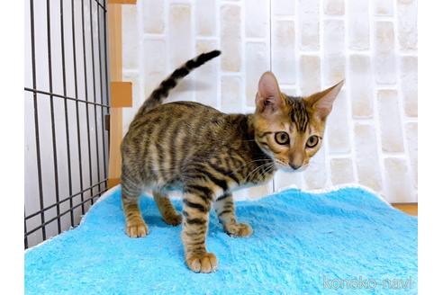 成約済の東京都のトイガー-36449の2枚目