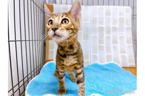 成約済の東京都のトイガー-36449の3枚目