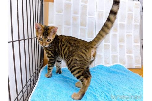 成約済の東京都のトイガー-36449の4枚目