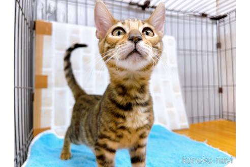 成約済の東京都のトイガー-36449の5枚目