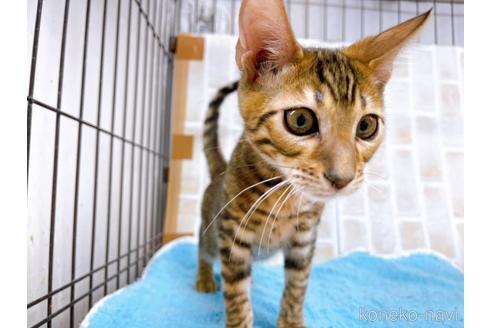 成約済の東京都のトイガー-36449の6枚目