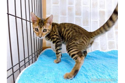 成約済の東京都のトイガー-36449の7枚目