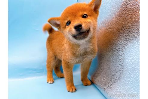 成約済の東京都のトイガー-36450の12枚目