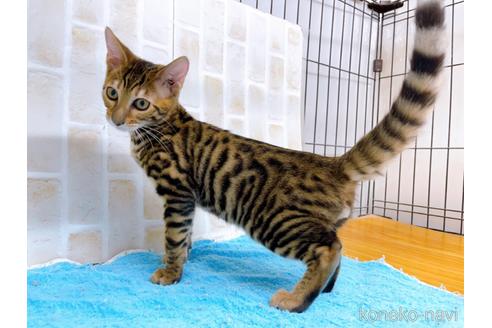 成約済の東京都のトイガー-36450の11枚目