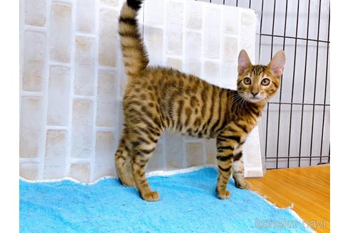 成約済の東京都のトイガー-36450の10枚目