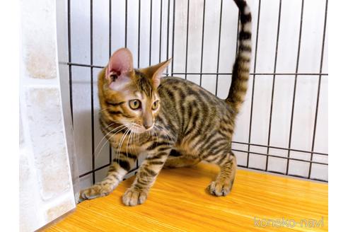 成約済の東京都のトイガー-36450の2枚目