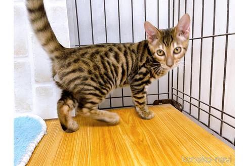 成約済の東京都のトイガー-36450の9枚目