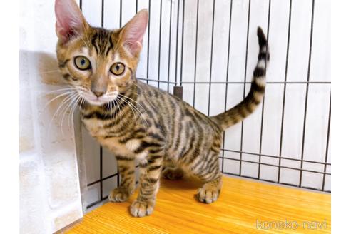 成約済の東京都のトイガー-36450