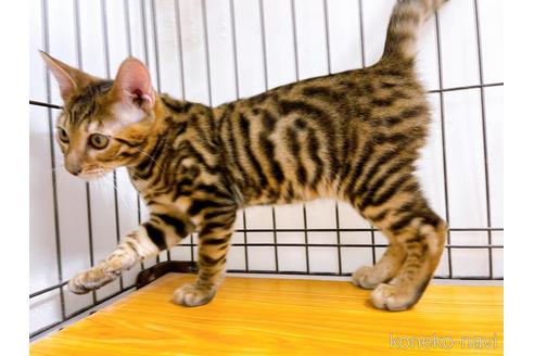 成約済の東京都のトイガー-36450の8枚目