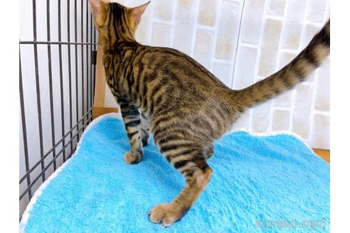 成約済の東京都のトイガー-36450の7枚目