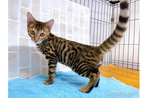 成約済の東京都のトイガー-36450の4枚目