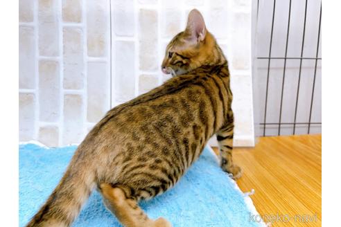 成約済の東京都のトイガー-36451の3枚目