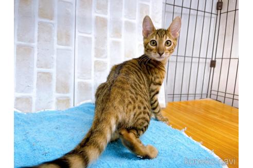 成約済の東京都のトイガー-36451