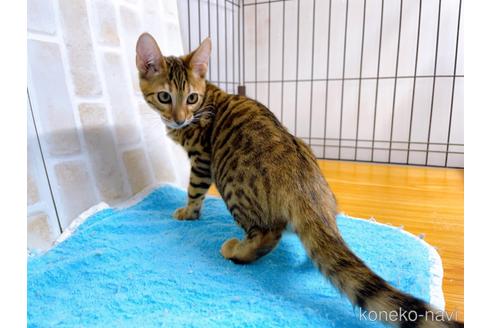 成約済の東京都のトイガー-36451の4枚目