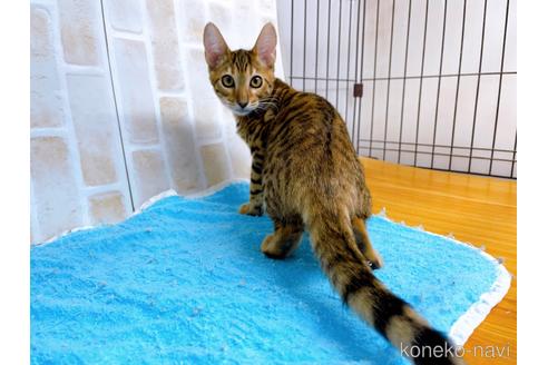 成約済の東京都のトイガー-36451の2枚目