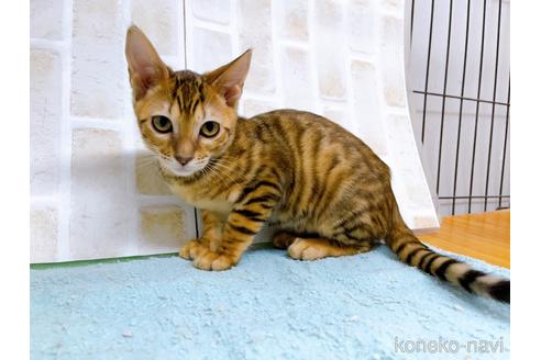 成約済の東京都のトイガー-36742の6枚目