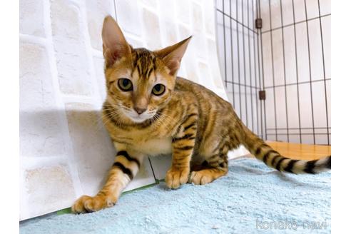 成約済の東京都のトイガー-36742