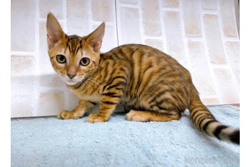 成約済の東京都のトイガー-36742の2枚目