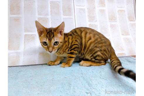 成約済の東京都のトイガー-36742の3枚目