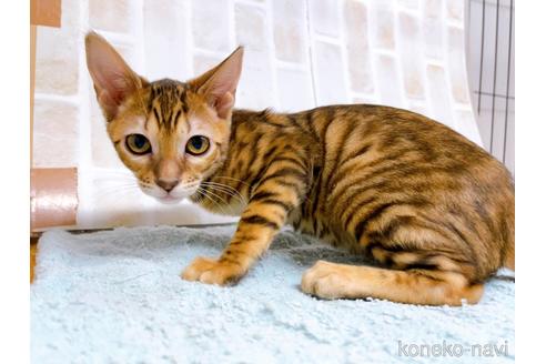 成約済の東京都のトイガー-36742の4枚目