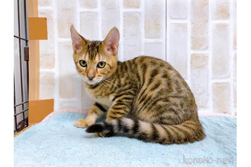 成約済の東京都のトイガー-36747の2枚目