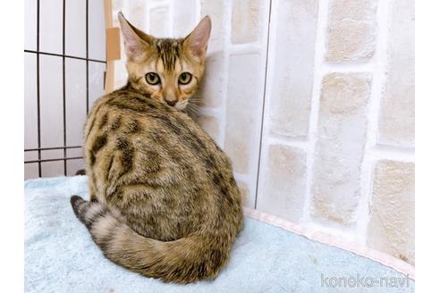 成約済の東京都のトイガー-36747の3枚目