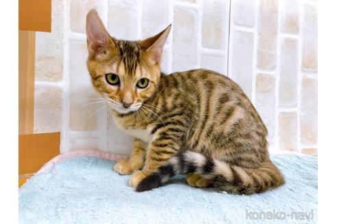 成約済の東京都のトイガー-36747の1枚目