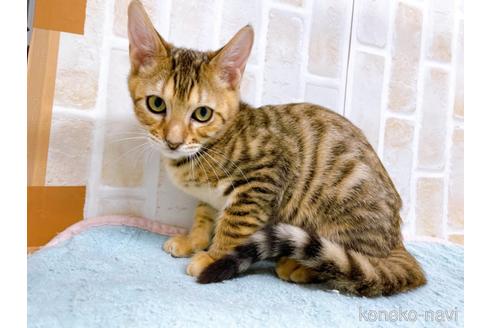 成約済の東京都のトイガー-36747の4枚目