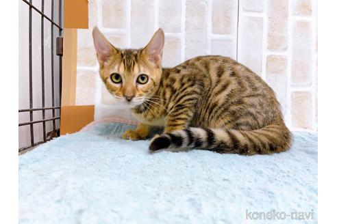 成約済の東京都のトイガー-36747の5枚目