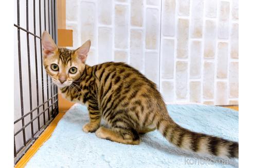 成約済の東京都のトイガー-37117の2枚目