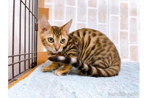 成約済の東京都のトイガー-37117の3枚目