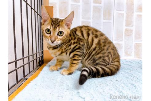 成約済の東京都のトイガー-37117の1枚目