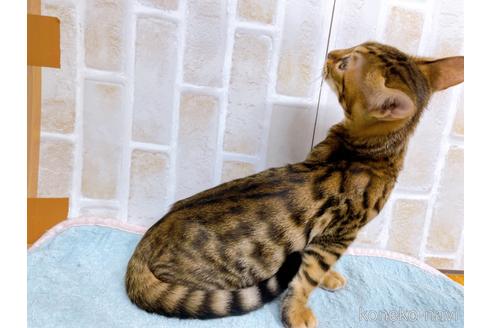 成約済の東京都のトイガー-36744の6枚目