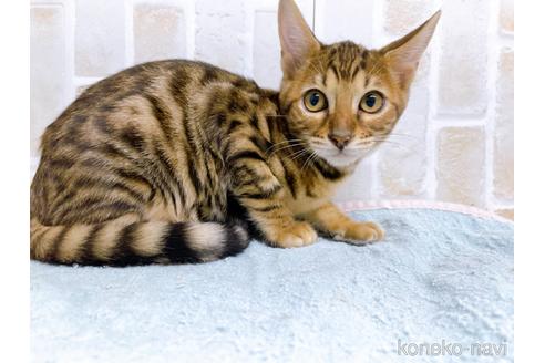 成約済の東京都のトイガー-36744