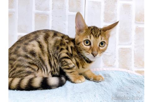 成約済の東京都のトイガー-36744の2枚目