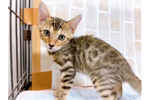 成約済の東京都のベンガル-38893の5枚目